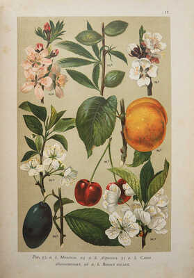 Гофман К. Ботанический атлас по системе де-Кандоля. СПб.: Издание А.Ф. Девриен, 1897.